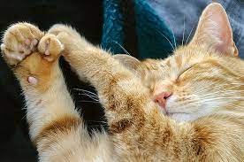 4 Facts About Polydactyl Cats Aka Thumb Cats Raleigh Cats
