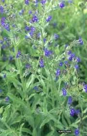 Check spelling or type a new query. Summer Forget Me Not Cape Forget Me Not