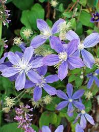 Image result for Clematis