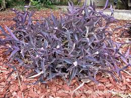 Maybe you would like to learn more about one of these? Browse And Search The Tortoise Table Plant Database