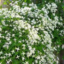 (zone 4) flowering trees for southeast idaho. Low Growing Evergreen Shrubs Zone 8 Shrub For Shade Zone 7 Hedges Low Growing Evergreen Shrubs Zone 8 Shade Plants Lawn And Garden Diy Garden Projects