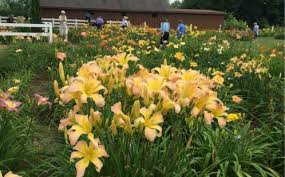 Visit our site to learn more about our memory care assisted livings. Calendar Of Events Southern Michigan Daylily Society