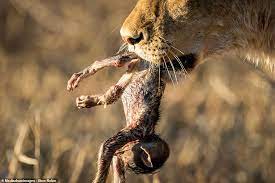 Nature At Its Most Cruel Baby Baboon Cries Out In Fear As Lioness Toys With It Before Killing It Daily Mail Online