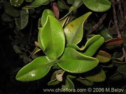 Image result for Pouteria pseudoracemosa