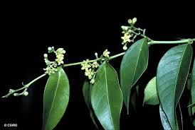 Image result for Secamone brevipes