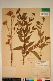 Image result for Lippia plicata