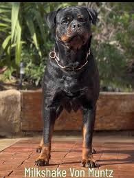 Image result for Rotala gossweileri