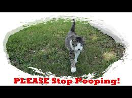 Depending on the cat, its territory can stretch for kilometers and that probably includes your back yard. Preventing Your Cat From Pooping In The Garden Youtube