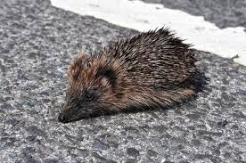 Create a lather and rub it on their belly, underside, back, and legs. A Complete Guide To Raising Pet Hedgehogs Pethelpful