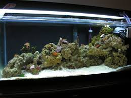 After harvest, during grading or sorting (see chapter 12); Can You Have Too Much Liverock Beginners Discussion Nano Reef Community