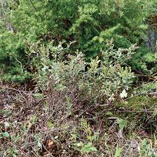 Image result for Chamaeclitandra