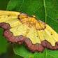 Marvelous, magical, magnificent MOTHS @ Grantown...
