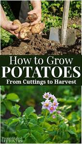 These Tips On How To Grow Potatoes Include How To Plant Potatoes How To Grow Potatoes In Container Planting Potatoes Growing Potatoes When To Harvest Potatoes