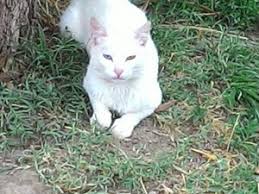 Balikesir Kedi Ilanlari