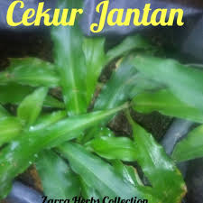 Blog iera azira khasiat daun cekur. Cekur Jantan Kencur Kaempferia Galanga Pelbagai Jenis Cekur Biasanya Di Buat Ulam Jamu Tempah Dalam Masakan Shopee Malaysia