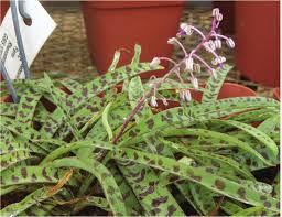 Image result for Ledebouria Unidentified sp. no5.