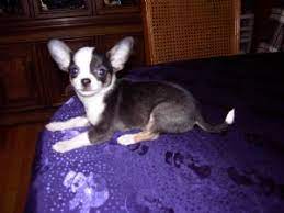 Forever love puppies has chihuahua puppies for sale! Chihuahua Puppies In Ohio