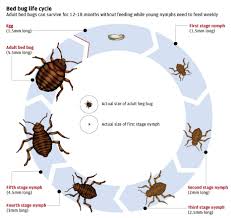 About Bed Bugs True Heat Solutions