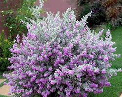 Image of Leucophyllum linearifolium Texas sage