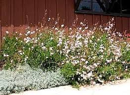 Image result for Oenothera lindheimeri