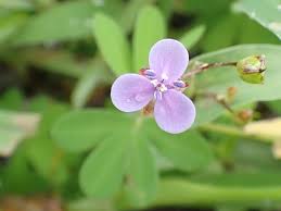 Image result for Murdannia semiteres