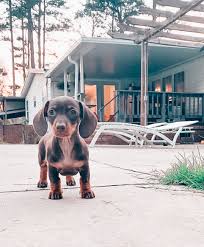 Check spelling or type a new query. Georgia Miniature Dachshund Puppies Watson S Dachshunds