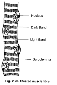 Muscular tissue in hindi (easy way) ncert/ neet. Tissues Class 9 Important Questions Science Chapter 6