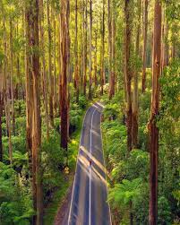 1 948 Likes 84 Comments Donald Yip Australia Donaldhyip On Instagram Standing Amongst Giants In Th Drone Photography Landscape Photography Australia