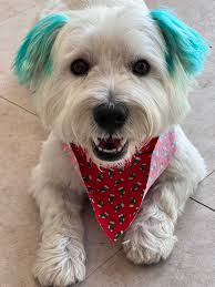 Westie dog looking for new home