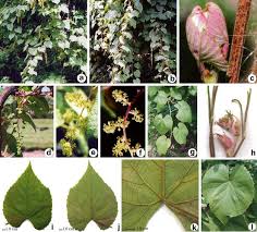 Image result for Vitaceae