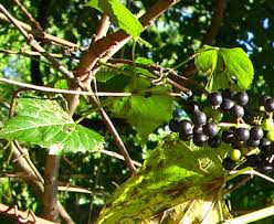 Image result for Vitis