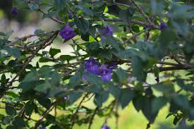 Image result for Tinnea rhodesiana