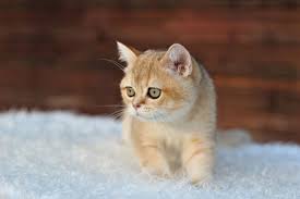 Moluccan & sulphur crested cockatoo. Chinchilla Cat For Sale In The City Of Minsk Belarus Price 285 Announcement 7072