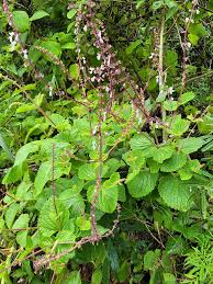 Image result for Coleus hadiensis