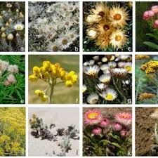 Image result for Helichrysum aureo-nitens