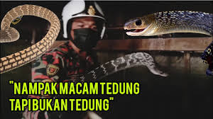 12/02/2020 ular tedung adalah ular berbisa beberapa genus dari keluarga elapidae. Tangkap Ular Bersahaja Nampak Macam Ular Tedung Tapi Bukan Youtube