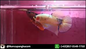 Bahkan bagi pemelihara ikan cupang yang berpengalaman, variasi yang sangat luas bisa cukup oleh karena itulah dalam panduan ini kami akan menjelaskan semua jenis ikan cupang yang plakat tradisional hanya memiliki ekor bulat pendek atau sedikit runcing. Jual Ikan Cupang Hias Di Tangerang Wa 085 701 497 750 Ikan Ikan Cupang