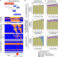 Two complementary nucleotides in an rna and a dna molecule tha… the orderly sequence of events by which a cell duplicates its… Boolean Model Of Growth Signaling Cell Cycle And Apoptosis Predicts The Molecular Mechanism Of Aberrant Cell Cycle Progression Driven By Hyperactive Pi3k