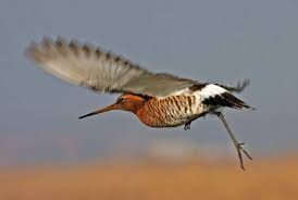 Image result for Limosella capensis