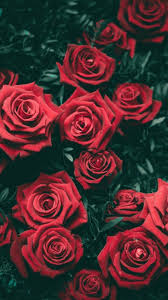 We did not find results for: Collection Top 30 Rose Wallpaper Hd Download