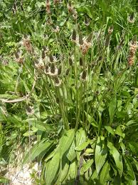 Image result for Plantago