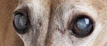 5 Ways To Prevent And Treat Cataracts In Dogs Cataracts In Dogs Eye Drops For Dogs Dog Remedies