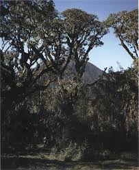 Image result for Cassipourea ndando