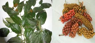 Image result for Piper guineense