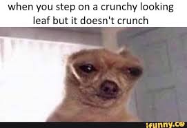 When You Step On A Crunchy Looking Leaf But It Doesn T Crunch Ifunny Really Funny Memes Funny Relatable Memes Stupid Funny Memes