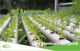Cara Membuat Hidroponik Yang Mudah Dan Sukses