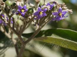 Image result for Solanum mauritianum