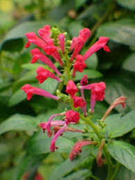 Image result for Scutellaria violascens