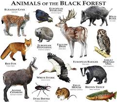 Animals Of The Black Forest Animals Black Forest Animals Animal Posters