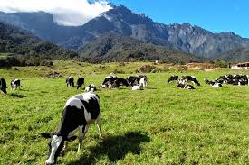 Desa diary farm kundasang ranau sabahour favourite & must visit place. Xtvt Desa Cattle Dairy Farm